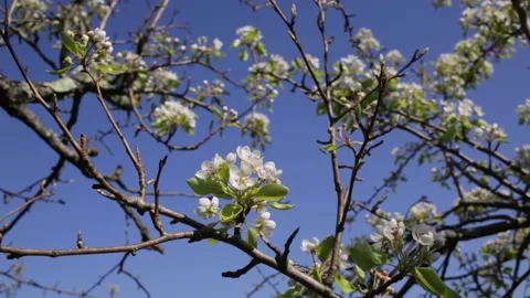 Cherry tree with blossoms, white flowers. Stock Footage 169369966