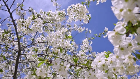 Cherry tree blossoms in white, set against clear blue sky Stock Footage 334741447