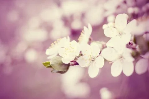 Cherry tree blossoms. White spring flowers close-up. Soft focus spring seasonal Stock Photos