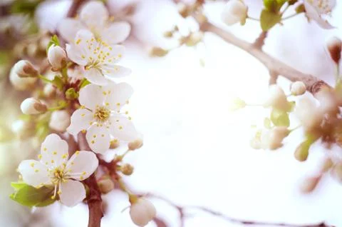 Cherry tree blossoms. White spring flowers close-up. Soft focus spring seasonal Stock Photos