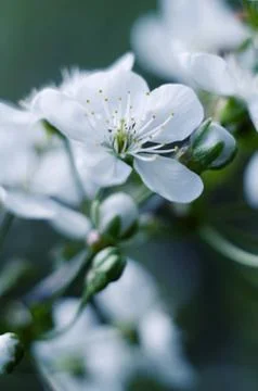 Cherry tree blossoms. White spring flowers close-up. Soft focus spring seasonal Stock Photos