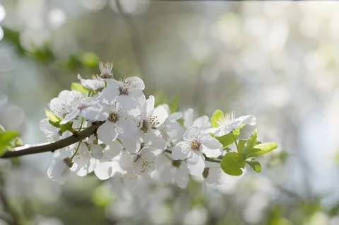 Cherry tree blossoms. White spring flowers close-up. Soft focus spring seasonal Stock Photos