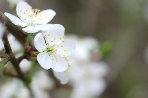 Cherry tree blossoms. White spring flowers close-up. Soft focus spring seasonal Stock Photos