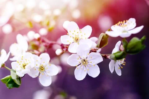 Cherry tree blossoms. White spring flowers close-up. Soft focus spring seasonal Stock Photos