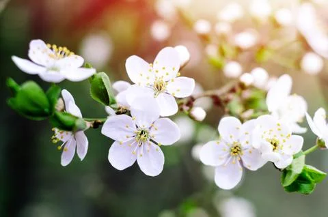 Cherry tree blossoms. White spring flowers close-up. Soft focus spring seasonal Stock Photos