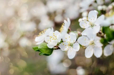 Cherry tree blossoms. White spring flowers close-up. Soft focus spring seasonal Stock Photos
