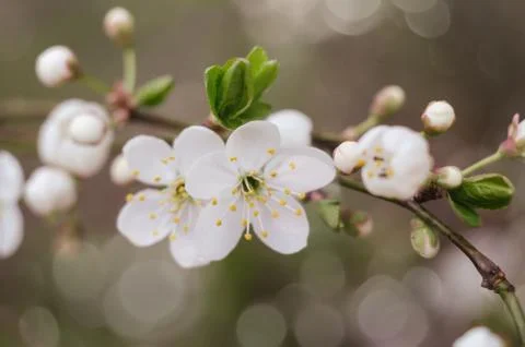 Cherry tree blossoms. White spring flowers close-up. Soft focus spring seasonal Stock Photos