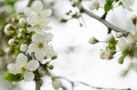 Cherry tree blossoms. White spring flowers close-up. Soft focus spring seasonal Stock Photos