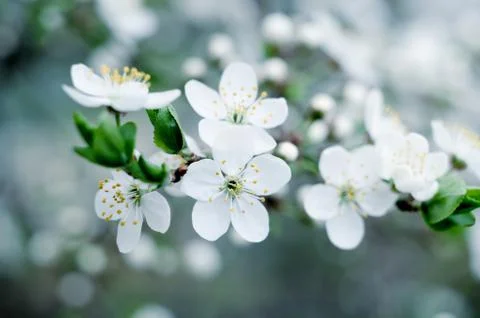 Cherry tree blossoms. White spring flowers close-up. Soft focus spring seasonal Stock Photos