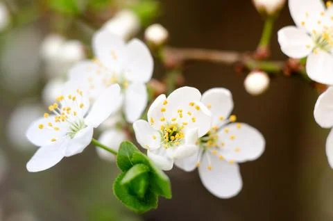 Cherry tree blossoms. White spring flowers close-up. Soft focus spring seasonal Stock Photos