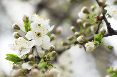 Cherry tree blossoms. White spring flowers close-up. Soft focus spring seasonal Stock Photos