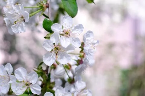 Cherry tree blossoms. White spring flowers close-up. Soft focus spring season Stock Photos