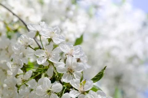Cherry tree blossoms. White spring flowers close-up. Soft focus spring season Stock Photos