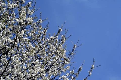 Cherry tree in blow Stock Photos