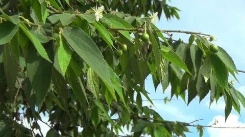 Cherry tree with blue sky background Video stock 199030177