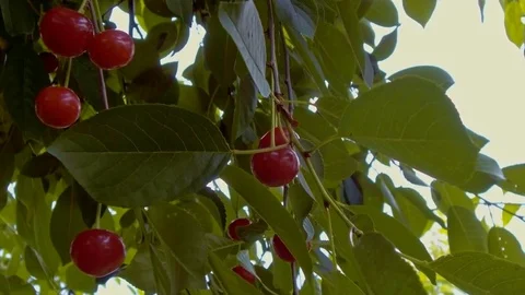 Cherry tree with blue sky Stock-Footage 76915771