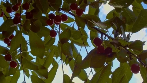 Cherry tree with blue sky Stock Footage 76915847