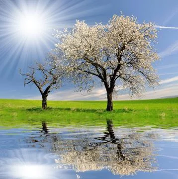 Cherry tree on blue sky  Stock Photos