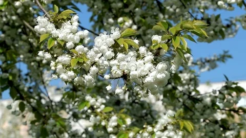 Cherry tree branch is adorned with clusters of delicate white blossoms sway.. Stock Footage 333655691