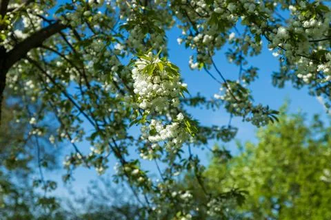 Cherry tree branch is adorned with clusters of delicate white blossoms agains Stock Photos