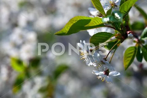 Cherry tree branch against blur background Stock Photos
