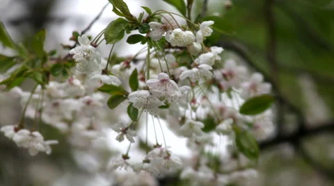 Cherry tree branch with amazing white and pink blossom in the small rain. Stock-Footage 49497228