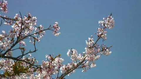 Cherry tree branch and sky Stock Footage 361026