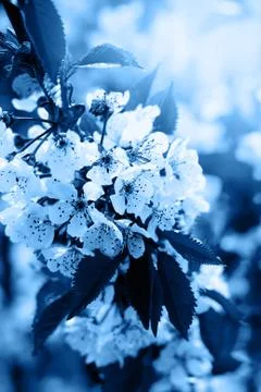 Cherry tree branch in bloom toned photo selective focus Stockfoto's