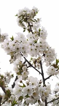 Cherry tree branch blooming white flowers in spring Stock Photos