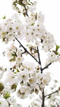 Cherry tree branch blooming white flowers in spring Stock Photos