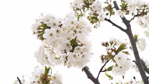 Cherry tree branch blooming white flowers in spring Stock Photos