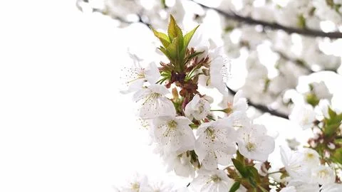 Cherry tree branch blooming white flowers in spring Stock Photos