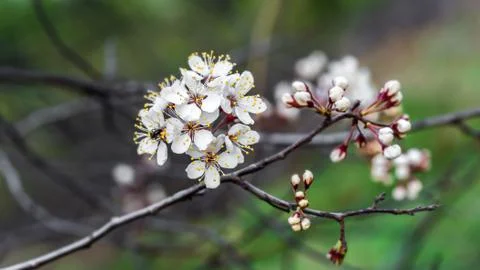 Cherry tree branch with blossoming flowers Stock Photos