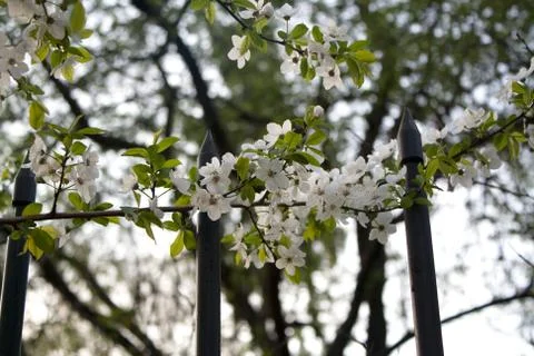Cherry tree branch blossoming Stock Photos