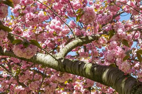 Cherry Tree Branch &amp; Blossoms Stock Photos
