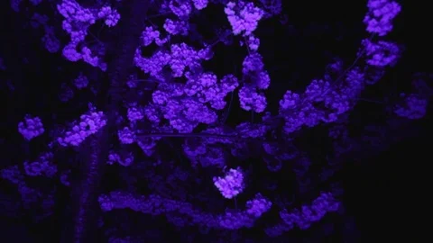 Cherry tree branch blue light Stock Footage 75087074