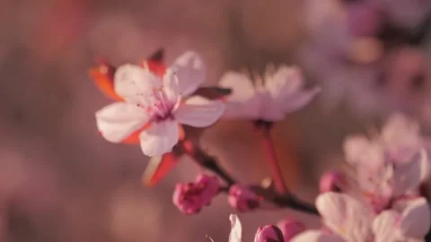 Cherry tree branch on blur background, springtime Video stock 133159509