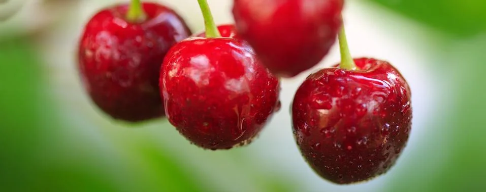 Cherry on a tree branch close up. Stock Photos