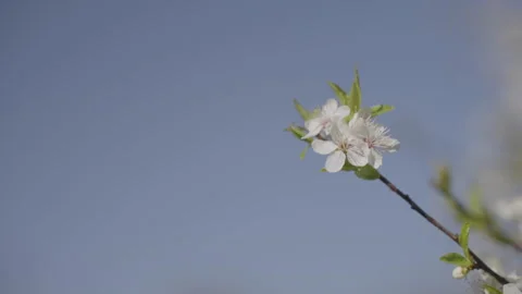 Cherry tree branch with flowers sways in wind in garden Stock Footage 302222579