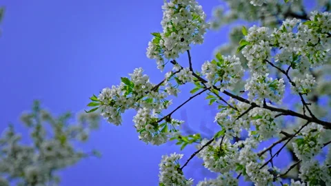 Cherry tree branch in the garden in full bloom. White flower petals with bees Stock Footage 311201592