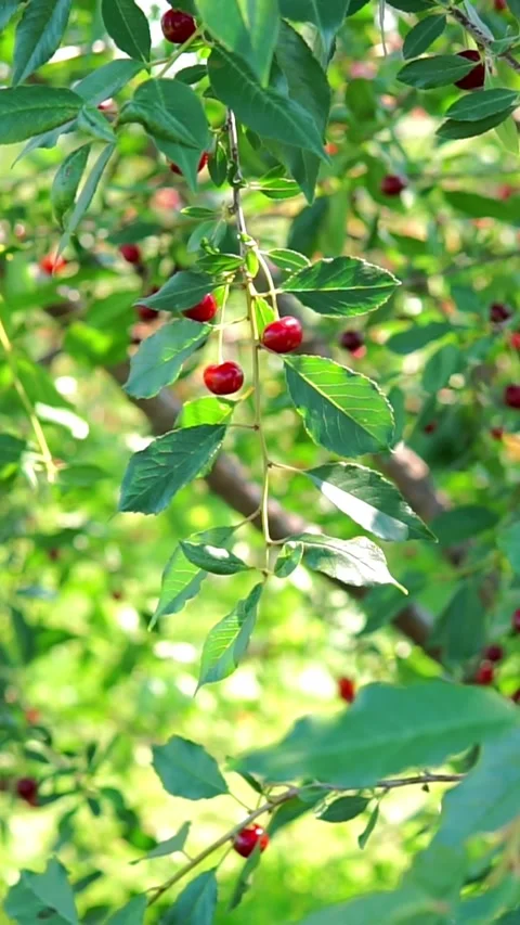 Cherry Tree Branch Hanging Low With Red Ripe Berries Stock Footage 346774351
