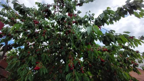 Cherry tree branch heavy with ripe red cherries in organic orchard Stock Footage 345230637