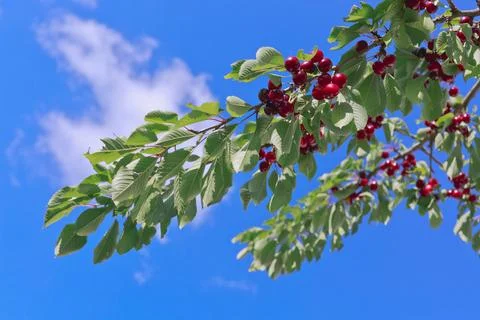 Cherry tree branch isolated on blue sky background. Stock Photos