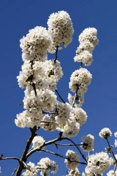 Cherry-tree branch Stock Photos