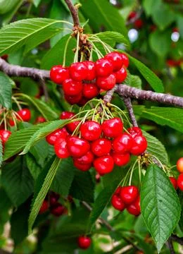 Cherry on a tree branch Stock Photos