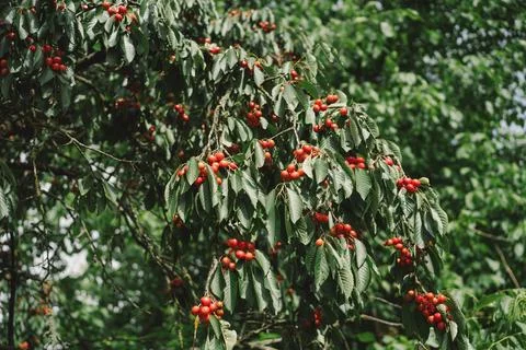 Cherry tree branch. Stock Photos