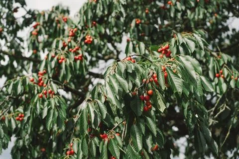 Cherry tree branch. Stock Photos