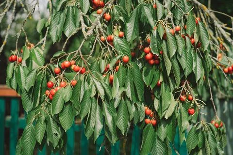 Cherry tree branch. Stock Photos