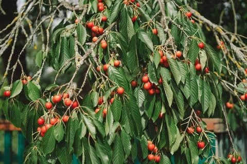 Cherry tree branch. Stock Photos