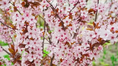 Cherry tree branch with pink flowers in spring bloom, sakura branch swinging in Stock Footage 234047993